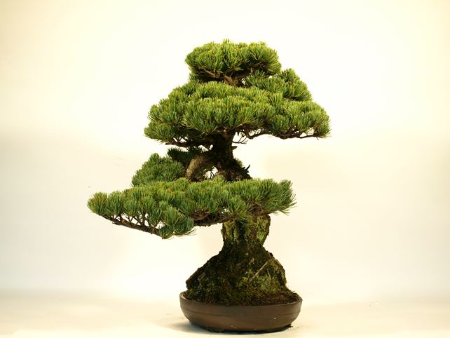 五葉松盆栽 模様木 右面
