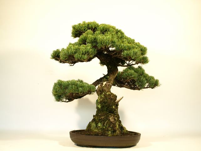 五葉松盆栽 模様木 背面