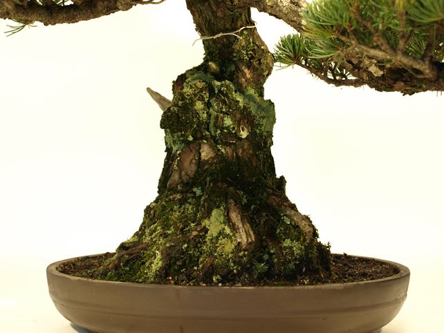 五葉松盆栽 模様木 根元拡大