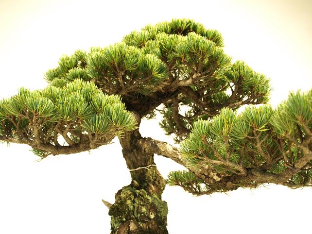 五葉松盆栽 模様木 枝周り