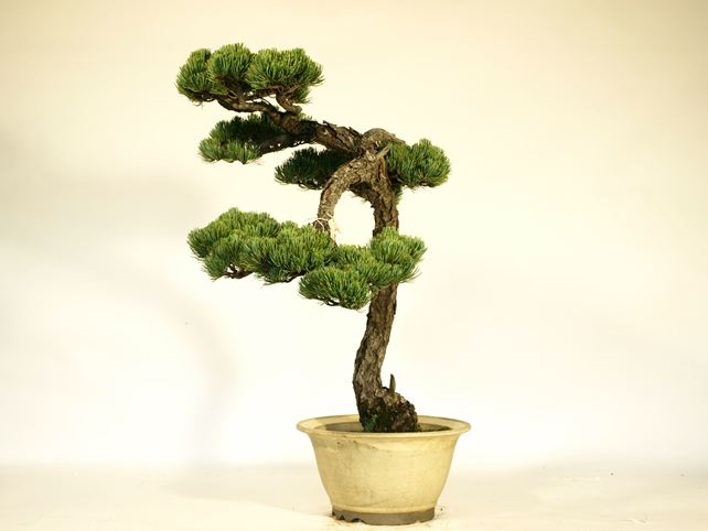 五葉松盆栽 文人 右面