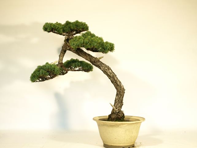 五葉松盆栽 文人 背面