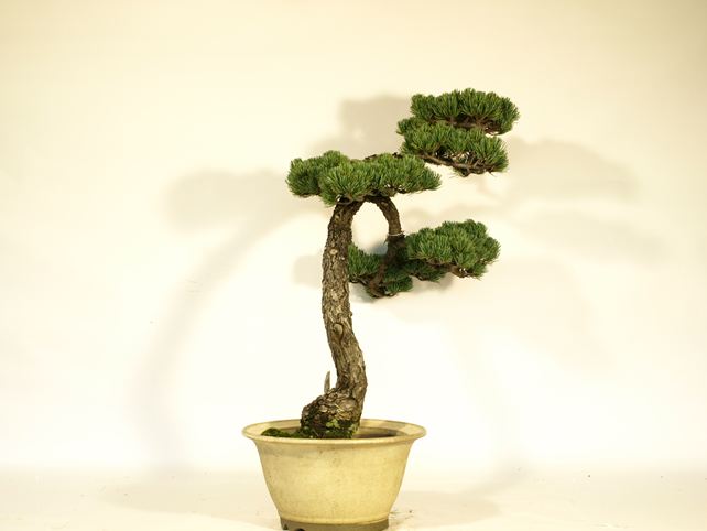 五葉松盆栽 文人 左面