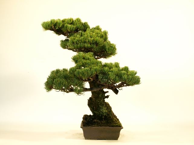 五葉松盆栽 斜幹 右面
