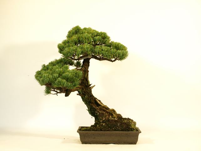 五葉松盆栽 斜幹 背面