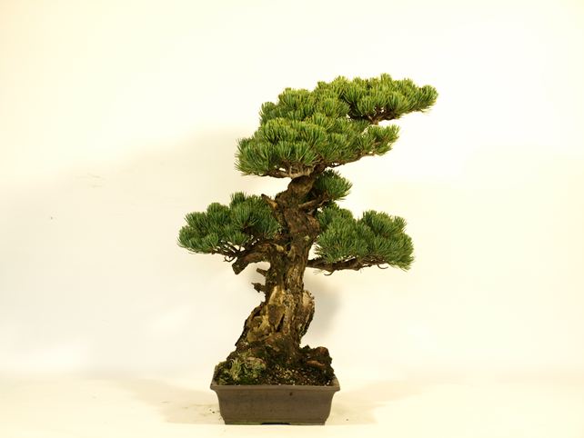 五葉松盆栽 斜幹 左面