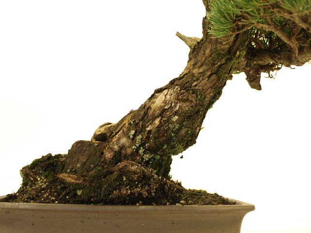 五葉松盆栽 斜幹 根元拡大