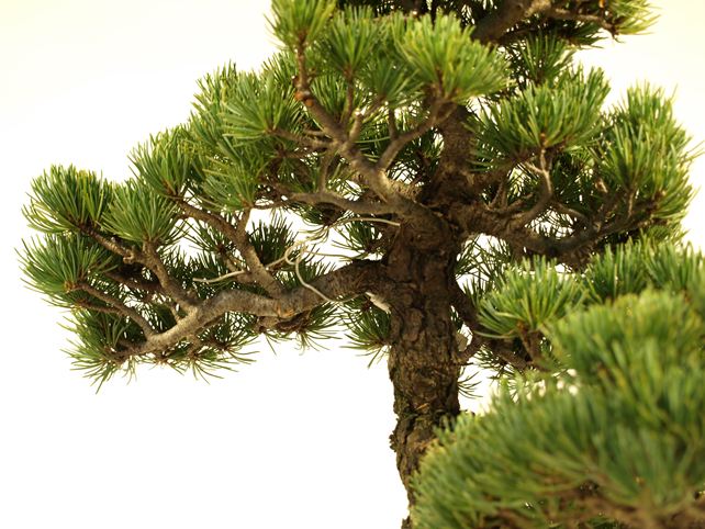 五葉松盆栽 斜幹 枝周り