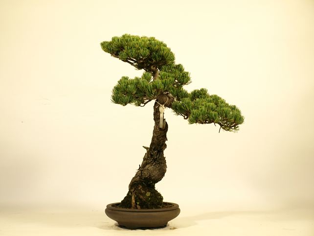 五葉松盆栽 文人 右面