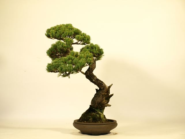 五葉松盆栽 文人 背面