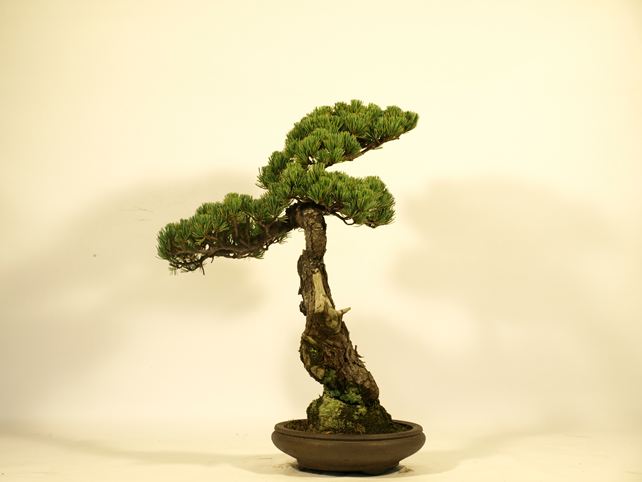 五葉松盆栽 文人 左面