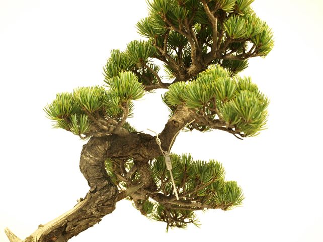 五葉松盆栽 文人 枝周り