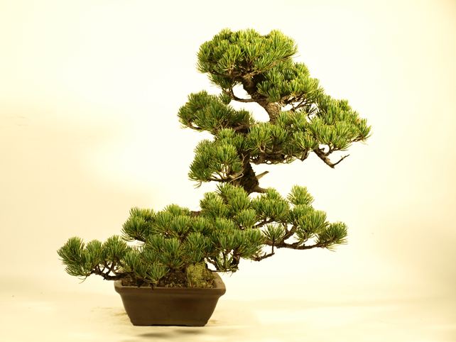 五葉松盆栽 斜幹 右面
