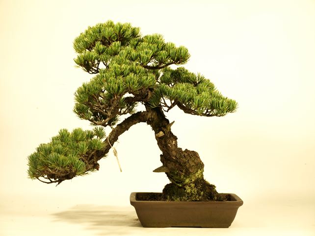 五葉松盆栽 斜幹 背面