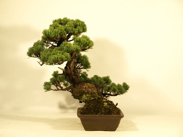 五葉松盆栽 斜幹 左面