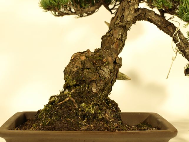 五葉松盆栽 斜幹 根元拡大