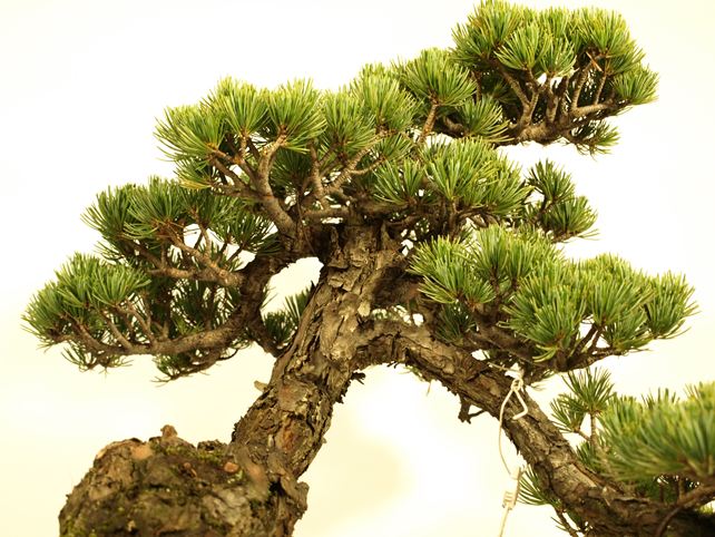 五葉松盆栽 斜幹 枝周り