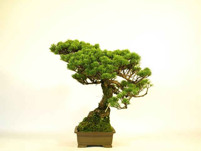 五葉松盆栽 模様木 右面