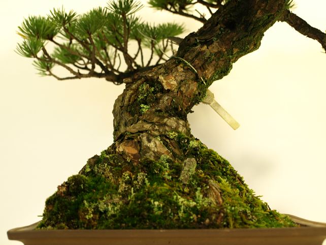 五葉松盆栽 模様木 根元拡大