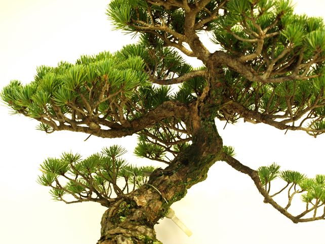 五葉松盆栽 模様木 枝周り