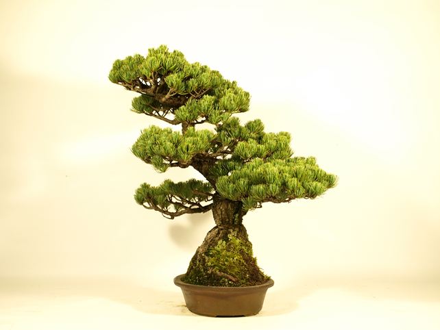 五葉松盆栽 模様木 右面