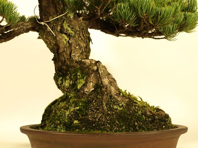 五葉松盆栽 模様木 根元拡大