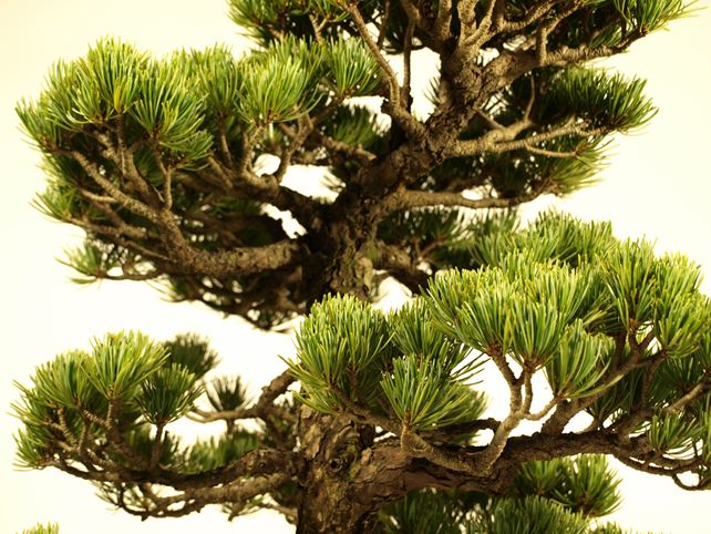 五葉松盆栽 模様木 枝周り