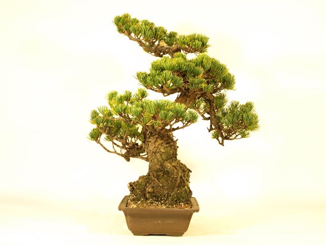 五葉松盆栽 斜幹 右面