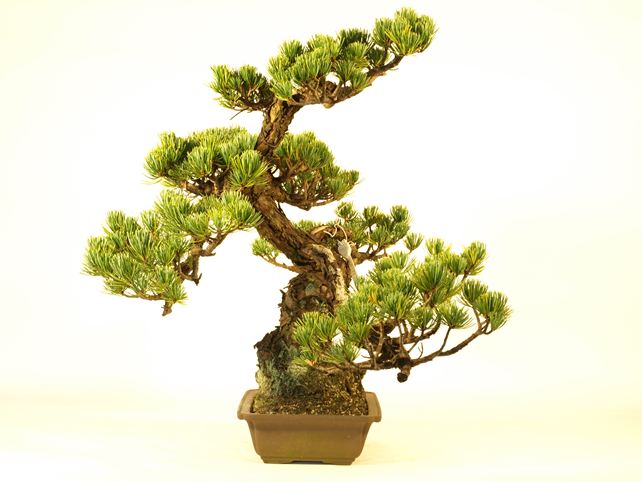 五葉松盆栽 斜幹 左面