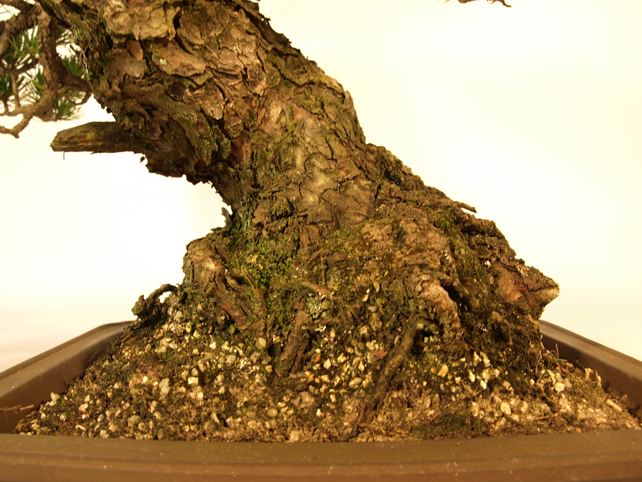 五葉松盆栽 斜幹 根元拡大