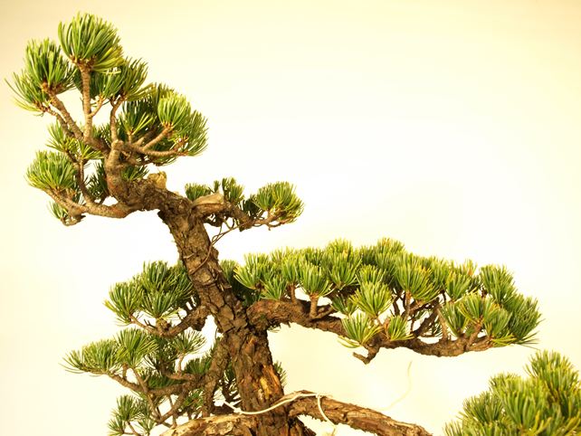 五葉松盆栽 斜幹 枝周り