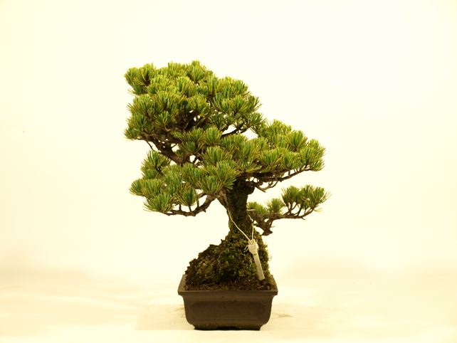 五葉松盆栽 双幹 右面