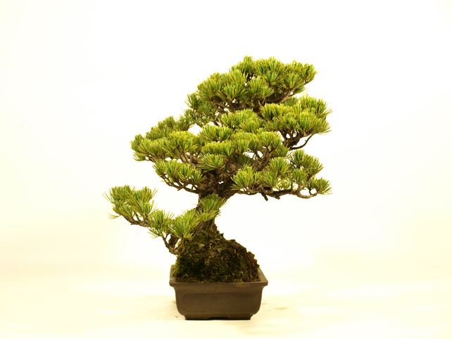 五葉松盆栽 双幹 左面