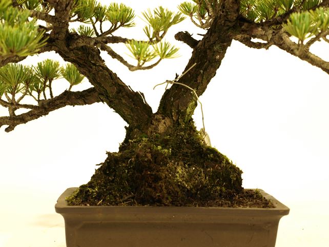 五葉松盆栽 双幹 根元拡大