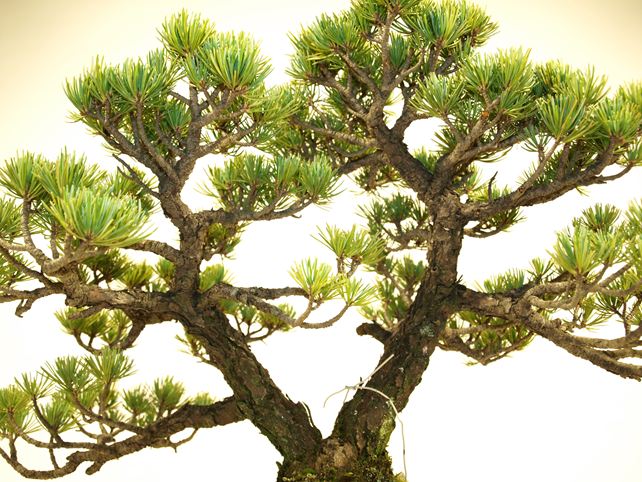 五葉松盆栽 双幹 枝周り