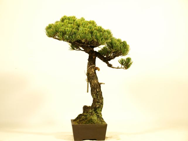 五葉松盆栽 文人 右面