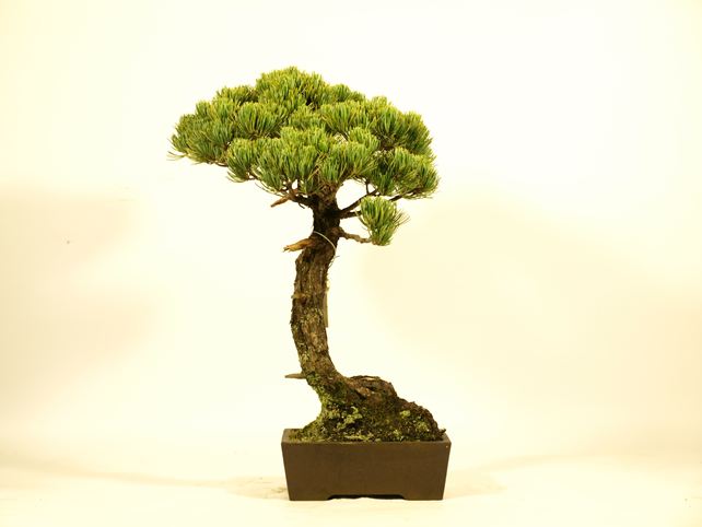 五葉松盆栽 文人 背面