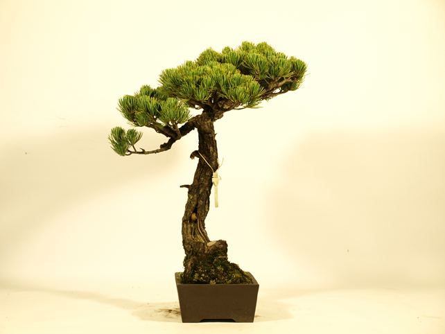 五葉松盆栽 文人 左面