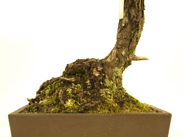 五葉松盆栽 文人 根元拡大