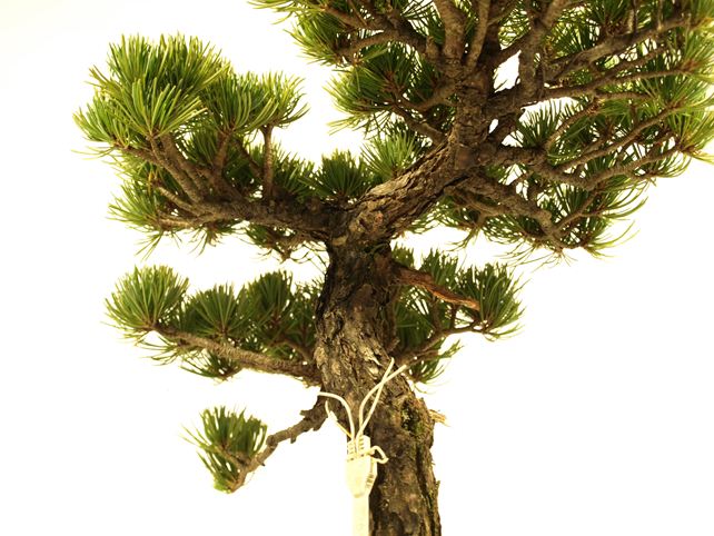 五葉松盆栽 文人 枝周り