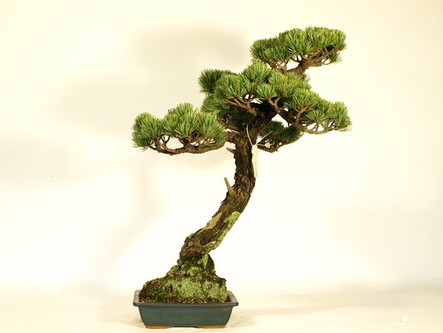 五葉松盆栽 文人 左面