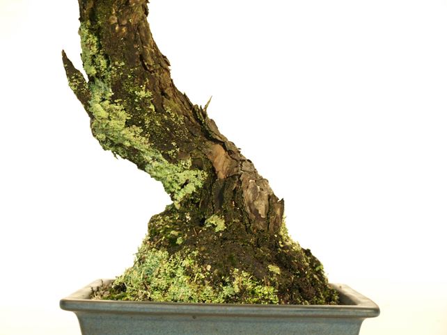 五葉松盆栽 文人 根元拡大