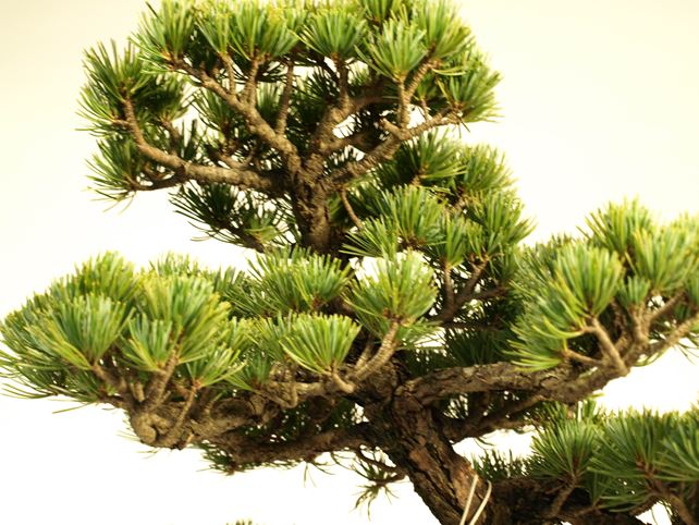 五葉松盆栽 文人 枝周り