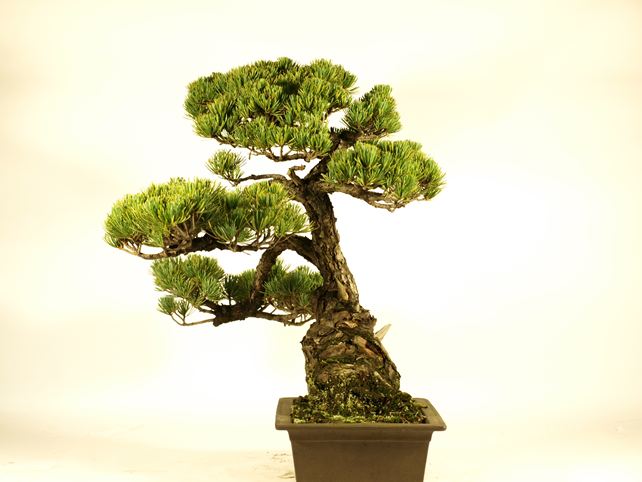 五葉松盆栽 模様木 右面