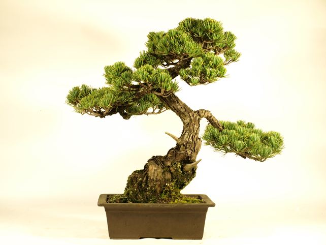 五葉松盆栽 模様木 背面