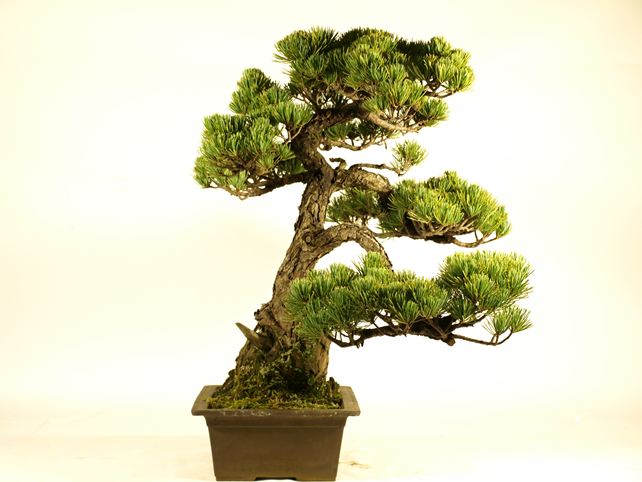 五葉松盆栽 模様木 左面