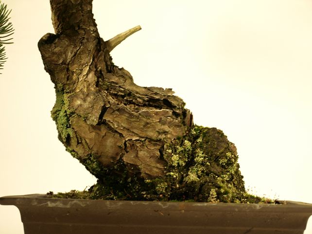 五葉松盆栽 模様木 根元拡大