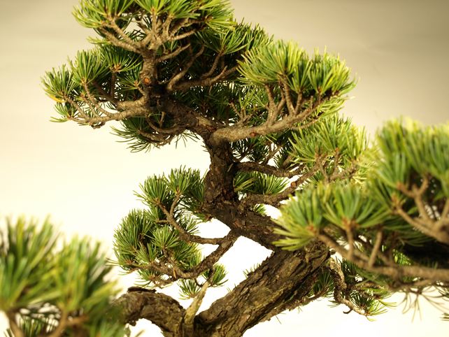 五葉松盆栽 模様木 枝周り