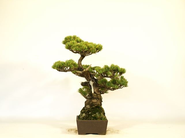 五葉松盆栽 斜幹 右面