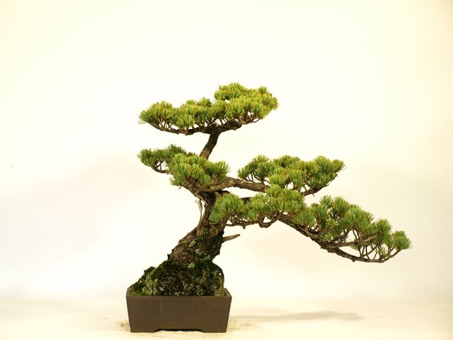 五葉松盆栽 斜幹 背面